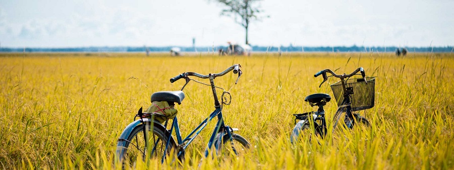 rice-field-vietnam rice-field-vietnam