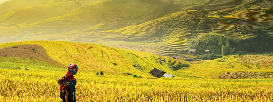 sapa-paddy-fields