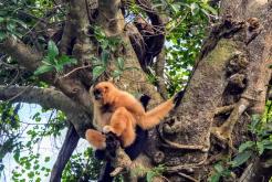 Discover Cuc Phuong National park Ninh Binh Tour 1 Day