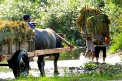 Best Time to Visit Ninh Binh, Weather Guide, Rice Seasons, Boat Tours, Crowds and Travel Tips for Vietnam