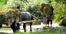 Uncovering Northern Vietnam Counter Culture 10 Days Sapa Trekking, Pu Luong Nature, Ethnic Markets & Halong Bay Cruise